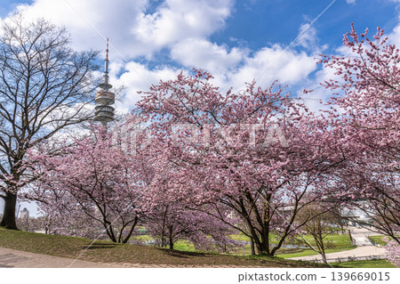 Cherry blossoms in Munich, Germany. Pink cherry blossoms with a blue and cloudy sky background. Spring in Germany. Cherry blossoms in Munich, Germany. Pink cherry blossoms with a blue and cloudy sky background. Spring in Germany. 139669015