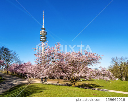 Cherry blossoms in Munich, Germany. Pink cherry blossoms with a blue and cloudy sky background. Spring in Germany. Cherry blossoms in Munich, Germany. Pink cherry blossoms with a blue and cloudy sky background. Spring in Germany. 139669016