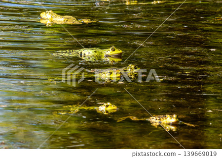 Common frog, Rana temporaria, reptiles croaking in the water Common frog, Rana temporaria, reptiles croaking in the water 139669019