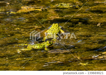Common frog, Rana temporaria, reptiles croaking in the water Common frog, Rana temporaria, reptiles croaking in the water 139669021
