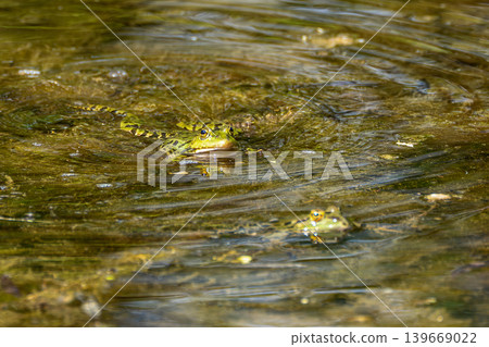 Common frog, Rana temporaria, reptiles croaking in the water Common frog, Rana temporaria, reptiles croaking in the water 139669022