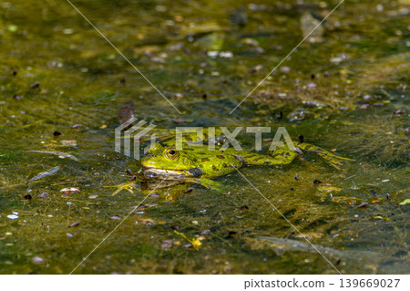 Common frog, Rana temporaria, single reptile croaking in the water Common frog, Rana temporaria, single reptile croaking in the water 139669027
