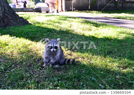 Raccoons living in urban areas Raccoons living in urban areas 139669104
