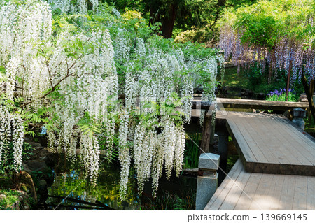 Wisteria flowers landscape 139669145
