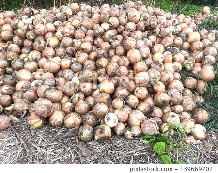 Onions that are discarded in large quantities Onions that are discarded in large quantities 139669702