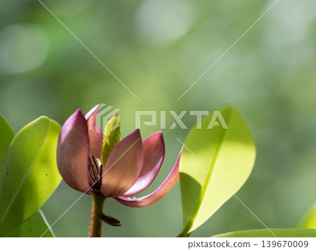 The wine-red flowers of the Japanese Michelia. The wine-red flowers of the Japanese Michelia. 139670009