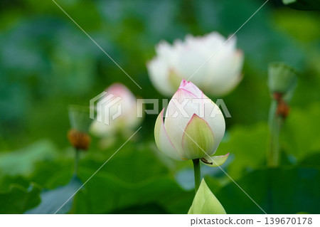 When the white lotus flower opens When the white lotus flower opens 139670178