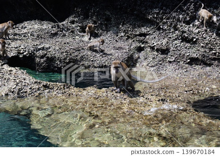 Wild Monkeys on Phi Phi Island Thailand Wild Monkeys on Phi Phi Island Thailand 139670184