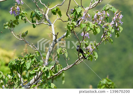 A black drooping carp perched on a paulownia tree. A black drooping carp perched on a paulownia tree. 139670200