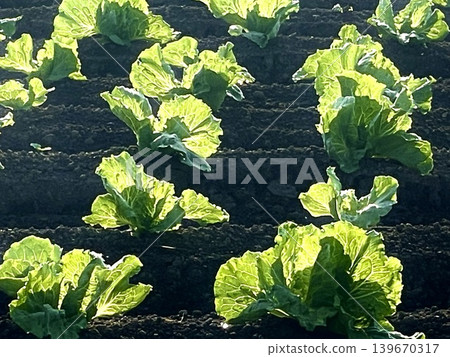 新鮮生菜田 新鮮生菜田 139670317