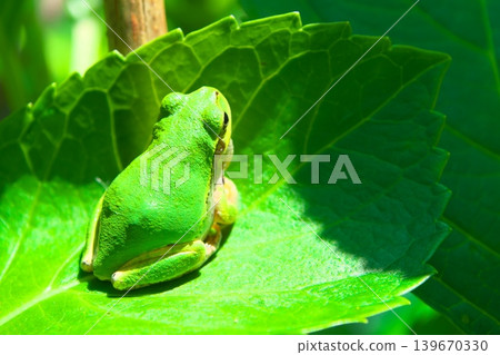 A Japanese tree frog on a hydrangea leaf. A Japanese tree frog on a hydrangea leaf. 139670330