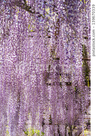 A fantastical scene of wisteria blossoms in full bloom hanging down. 139670339