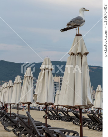 Seagull Perched Folded Beach Umbrella Resort Seagull Perched Folded Beach Umbrella Resort 139670408