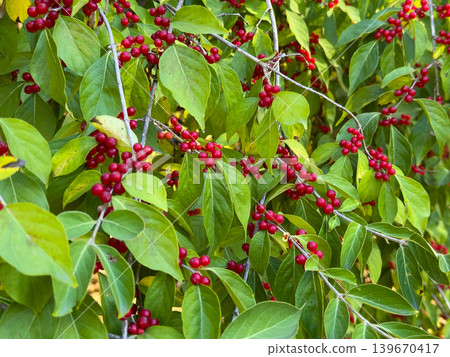 Close Up Green Leaves Vibrant Red Berries Texture Close Up Green Leaves Vibrant Red Berries Texture 139670417