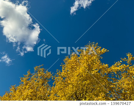 Bright Yellow Autumn Leaves Vivid Blue Sky Bright Yellow Autumn Leaves Vivid Blue Sky 139670427