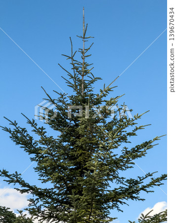 Top Of Tall Conifer Tree Clear Blue Sky Top Of Tall Conifer Tree Clear Blue Sky 139670434