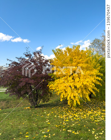 Autumn Red Yellow Bushes Contrasting Foliage Park Autumn Red Yellow Bushes Contrasting Foliage Park 139670437