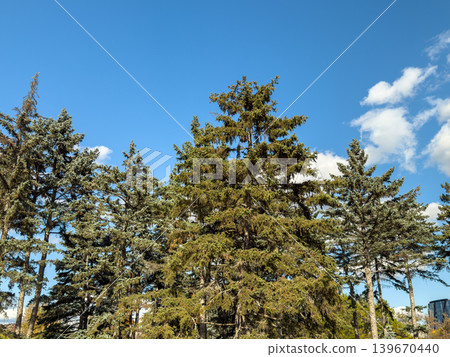 Pine Tree Tops Clear Blue Sky Autumn Forest Pine Tree Tops Clear Blue Sky Autumn Forest 139670440
