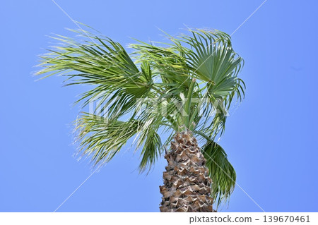 Palm trees shining in the blue sky Palm trees shining in the blue sky 139670461