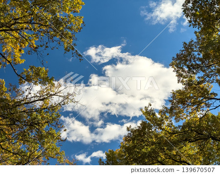Autumn Yellow Leaves Framing Blue Sky Clouds Autumn Yellow Leaves Framing Blue Sky Clouds 139670507