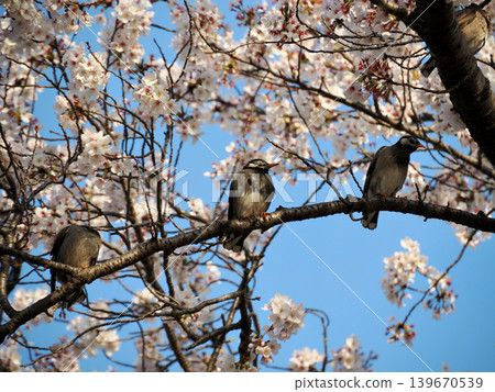 一隻椋鳥棲息在櫻桃樹上。 一隻椋鳥棲息在櫻桃樹上。 139670539