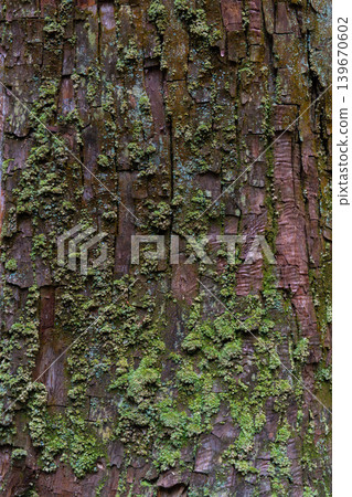 Moss-covered cedar bark in the forest of Iwa Shrine in Shiso City, Hyogo Prefecture 139670602