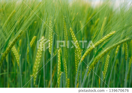 Detailed close up of fresh green wheat ears in field, natural agriculture background with shallow depth of field and vibrant organic texture. Detailed close up of fresh green wheat ears in field, natural agriculture background with shallow depth of field and vibrant organic texture. 139670676