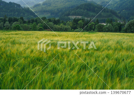 Wide view of lush green wheat field waving in wind with forest and mountains in background, peaceful rural landscape and agricultural scenery. Wide view of lush green wheat field waving in wind with forest and mountains in background, peaceful rural landscape and agricultural scenery. 139670677