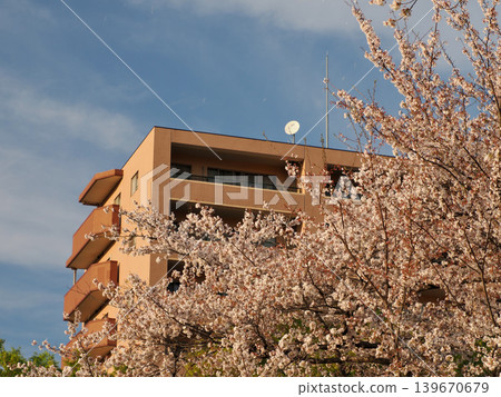 A landscape with cherry blossoms (Minami-Asakawa, Hachioji City, Tokyo) A landscape with cherry blossoms (Minami-Asakawa, Hachioji City, Tokyo) 139670679