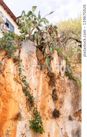 Cactus and ivy plants growing on rocky cliffside near building Cactus and ivy plants growing on rocky cliffside near building 139670826