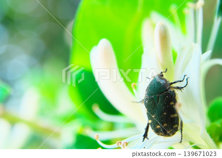金銀花和一隻花甲蟲的特寫。 139671023