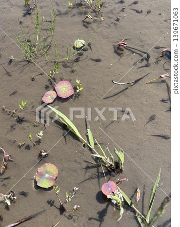 Lotus sprouts and tadpoles 139671063