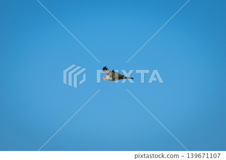 African hawk-eagle glides through clear blue sky African hawk-eagle glides through clear blue sky 139671107