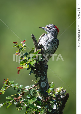 Bearded woodpecker with catchlight on leafy bush Bearded woodpecker with catchlight on leafy bush 139671108