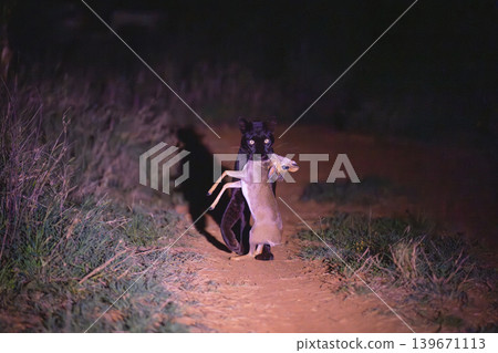Black leopard carries Guenther dik-dik along track Black leopard carries Guenther dik-dik along track 139671113