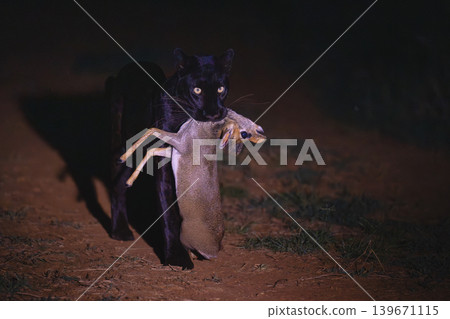 Black leopard carries Guenther dik-dik on track 139671115