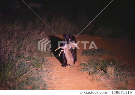Black leopard carries Guenther dik-dik towards camera Black leopard carries Guenther dik-dik towards camera 139671119