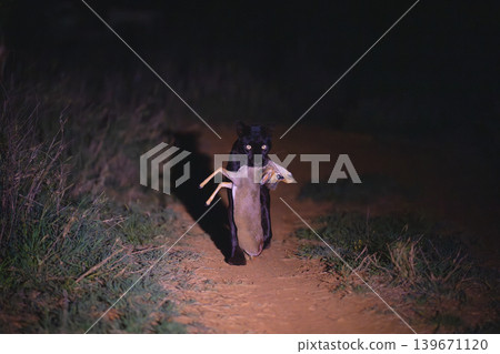 Black leopard carrying Guenther dik-dik along track 139671120