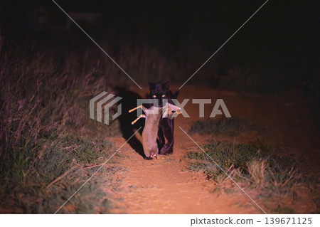 Black leopard carrying Guenther dik-dik towards camera Black leopard carrying Guenther dik-dik towards camera 139671125