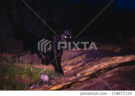 Black leopard walking past camera over rock Black leopard walking past camera over rock 139671134