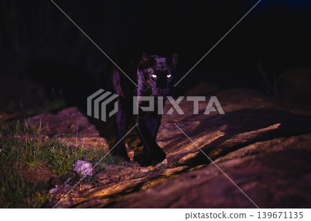 Black leopard walking past camera over rocks Black leopard walking past camera over rocks 139671135
