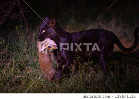 Black leopard walking past carrying Guenther dik-dik Black leopard walking past carrying Guenther dik-dik 139671136