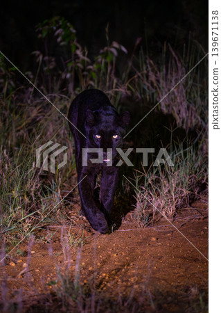 Black leopard walking toward camera at night Black leopard walking toward camera at night 139671138