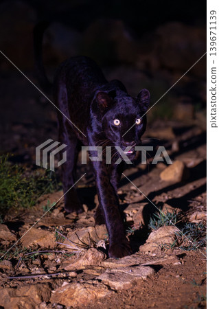 Black leopard walks across rocks eyeing camera Black leopard walks across rocks eyeing camera 139671139