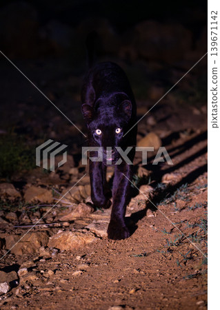 Black leopard walks across rocks towards camera Black leopard walks across rocks towards camera 139671142