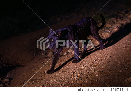 Black leopard walks along track casting shadow 139671144