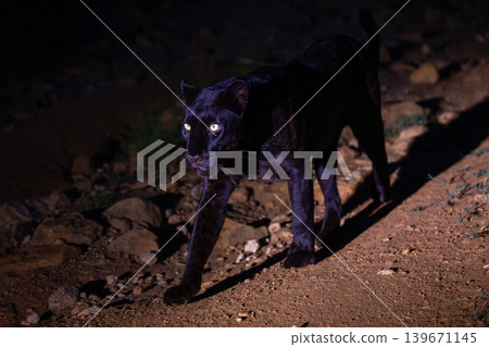 Black leopard walks along track past rocks Black leopard walks along track past rocks 139671145
