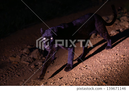 Black leopard walks along track watching camera 139671146