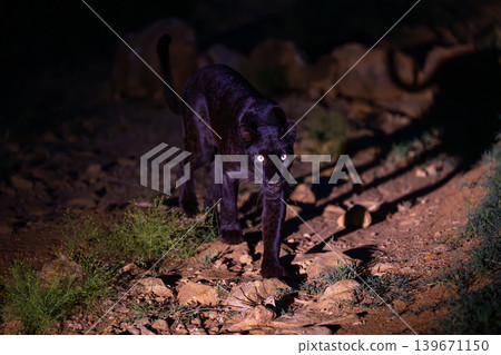 Black leopard walks over rocks watching camera Black leopard walks over rocks watching camera 139671150