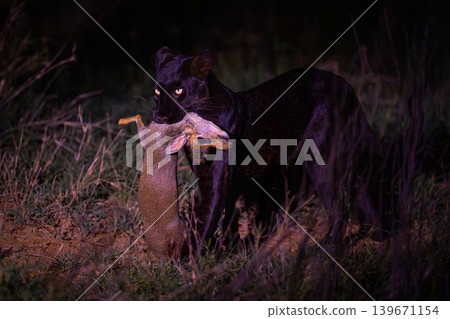 Black leopard walks past carrying Guenther dik-dik 139671154